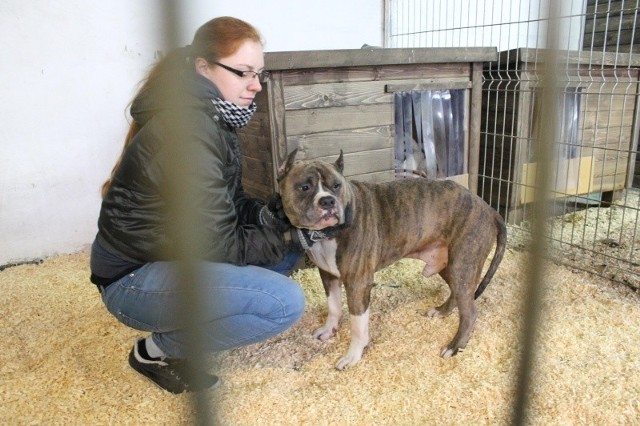 Brzeskie przytulisko dla zwierząt nosi nazwę "Przytul psisko&#8221; i czworonogi rzeczywiście mogą tu liczyć na dobre serce opiekunów i wolontariuszy. Na zdjęciu Magda Sekulska, która na co dzień zajmuje się psami.