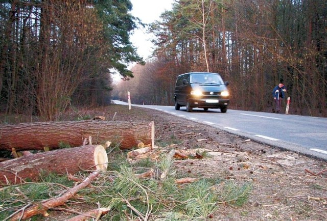 Na początku kwietnia jedno z drzew upadło na szosę wprost na przejeżdżający samochód.