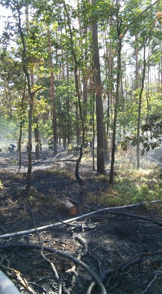Pożar lasu w Górkach Śląskich gasiło 100 strażaków oraz...