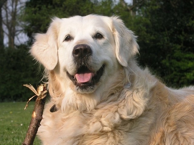 W zajęciach towarzyszyć będzie dzieciom pies rasy golden retriever.