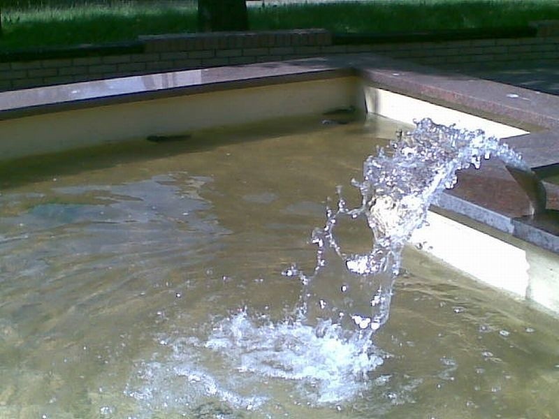 4 martwe wrony pływały w miejskiej fontannie (zdjęcia)