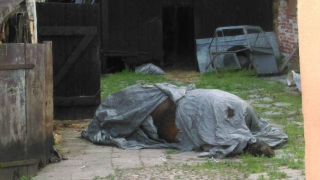 Prokuratura w Świeciu umorzyła postępowanie w sprawie otrucia konia w Sartowicach