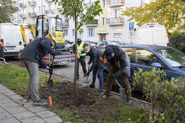 Przy ulicy Lelewela społecznicy posadzili 23 lipy. Nie odkładają łopat, wkrótce zazieleni się przy innych ulicach miasta