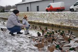 W Lipnie na Mieniu kaczek krzyżówek jest mnóstwo. Nie wolno dokarmiać ich pieczywem! 