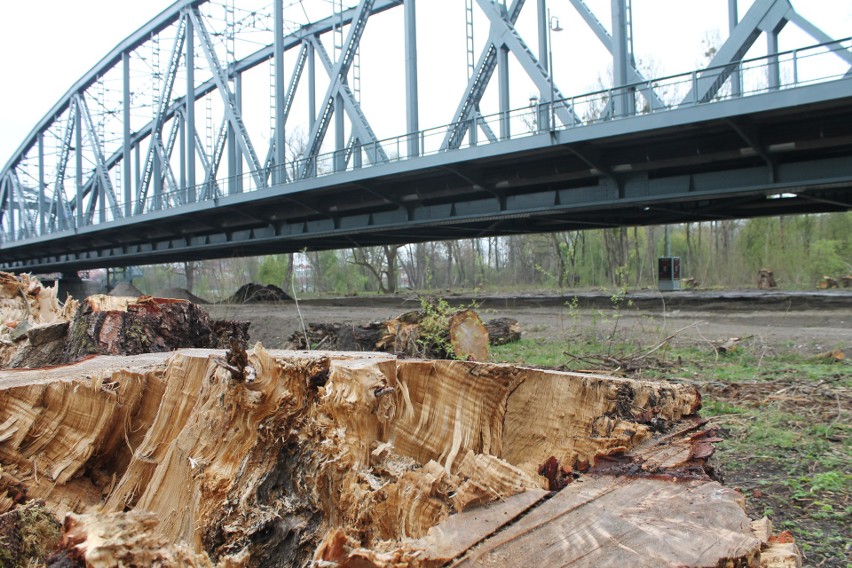 Po obu stronach przebudowywanego toruńskiego mostu z drzew...
