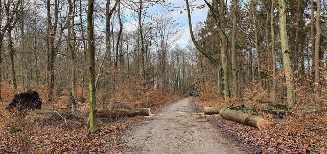 Orkan Nadia wyrządził wiele szkód w lasach.