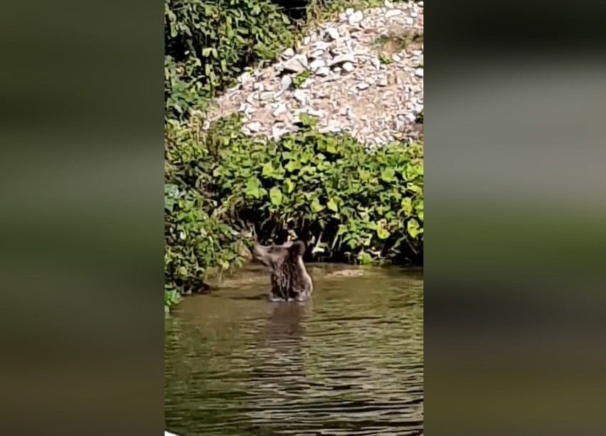 Tatry. Turysta nagrał, jak niedźwiadek kąpie się w potoku przy schronisku w Dolinie Chochołowskiej