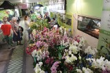 Orchidee w Sosnowcu: W sosnowieckim Egzotarium do niedzieli trwa doroczna Wystawa Storczyków ZDJĘCIA