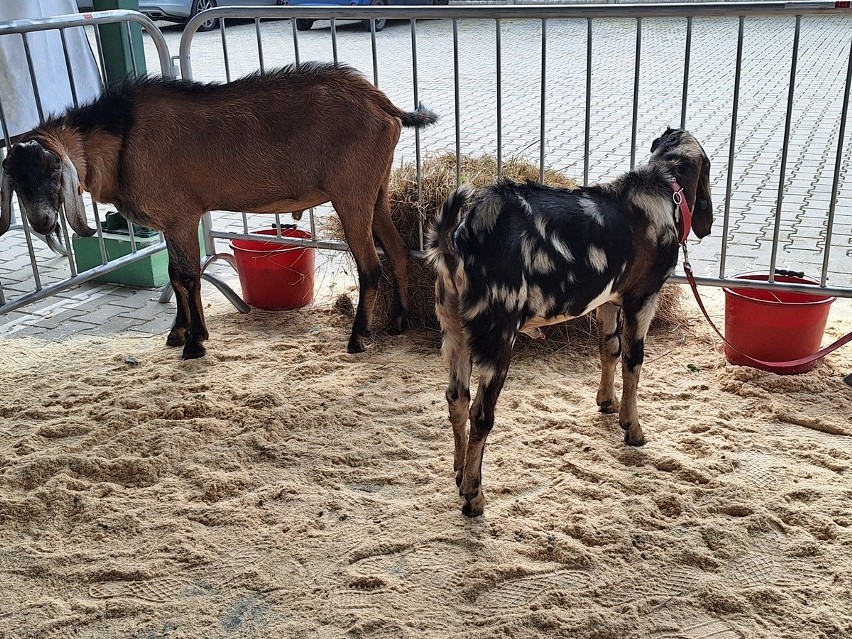 Wystawa Kóz Anglonubijskich na targu w Skaryszewie. Zaprezentowano prawie 50 rasowych kóz. Zobaczcie zdjęcia