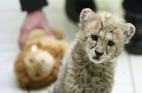 Młody gepard w łódzkim zoo! [film zdjęcia]