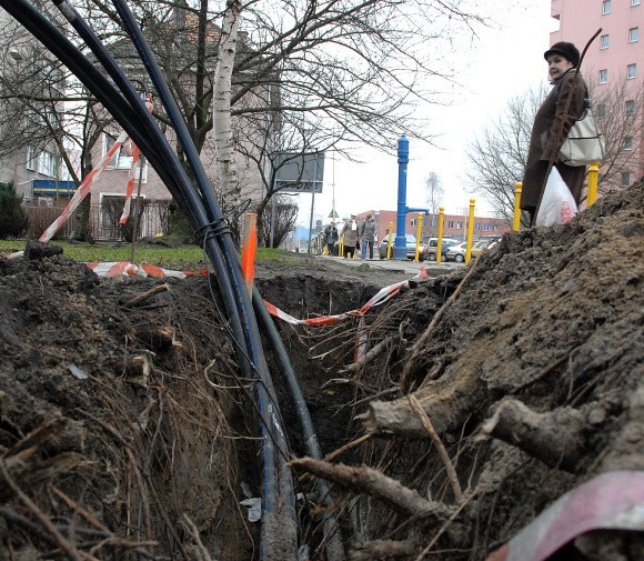 Podcięte korzenie to wynik pracy Telekomunikacji Polskiej. Miejmy nadzieję, że wydział ochrony środowiska poinformuje naszych Czytelników, jakie konsekwencje spotkają sprawców tego wandalizmu.