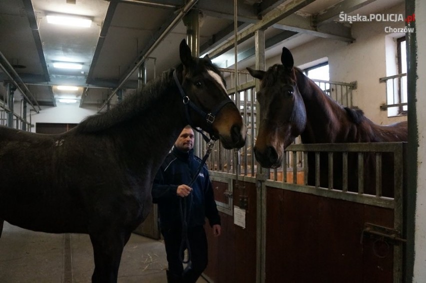 Gladius to nowy koń policji konnej w Chorzowie