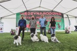 XVI Międzynarodowa Wystawa Psów Rasowych w Bytomiu. Zobacz ZDJĘCIA i FILM z imprezy dla miłośników psów