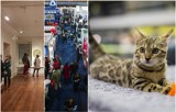 Weekend we Wrocławiu. Targi mieszkań, wystawa kotów i Zjazd Krystyn to tylko niektóre propozycje!