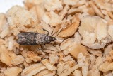 Najlepsze sposoby na mole. Jak się pozbyć namolnych owadów? Te zioła odstraszą mole spożywcze