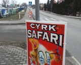 Safari po proszowicku, czyli cyrk na przejściach