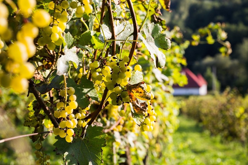 Tarnów stanie się małopolską stolicą winiarstwa? Obok Parku Sanguszków ma zostać odtworzona winnica