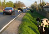 Stado bezpańskich krów ciągle sieje postrach w Turbi