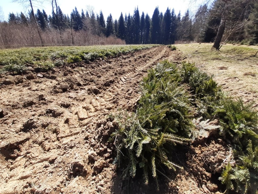 Rozpoczęło się zalesianie na Podkarpaciu. Młody las wyrośnie...