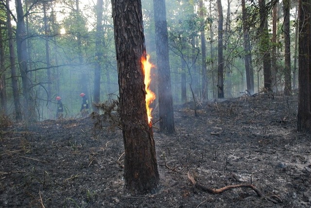 Spłonął prawie hektar lasu Nadleśnictwa Międzyzdroje