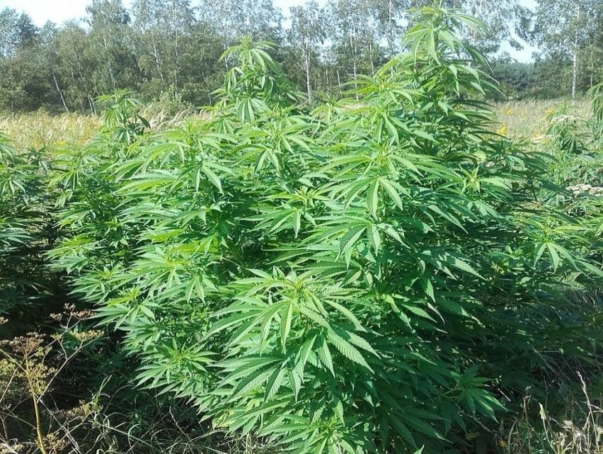 W Stalowej Woli policjanci zlikwidowali plantację marihuanny [ZDJĘCIA]