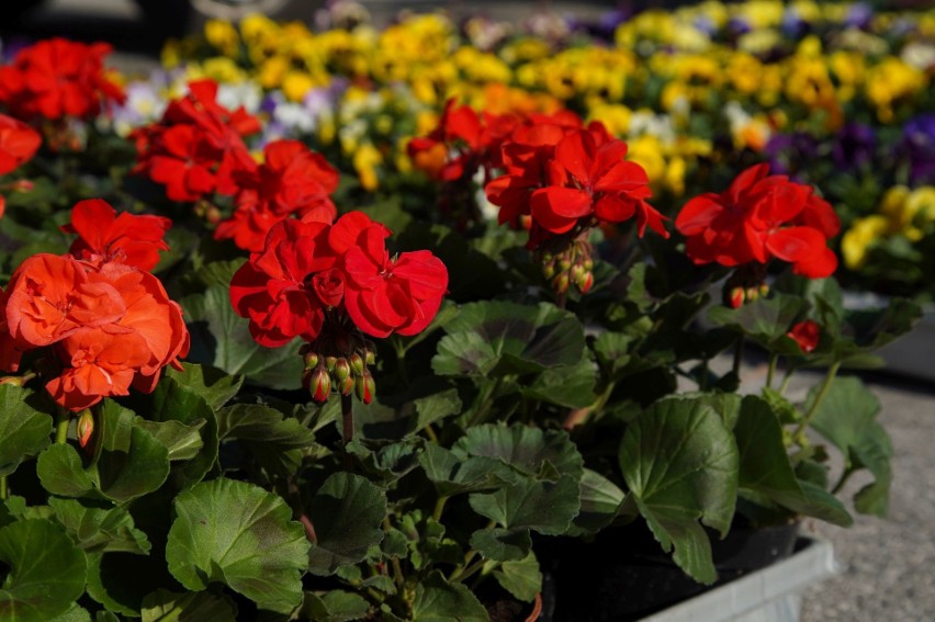 Na bazarach w Kielcach już wiosna. Jakie ceny kwiatów i ziół? [ZDJĘCIA]