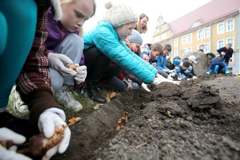 Posadzili żonkile przy Zamku Książąt Pomorskich [zdjęcia]