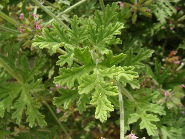Filodendron podwjnie pierzasty | RegioDom.pl
