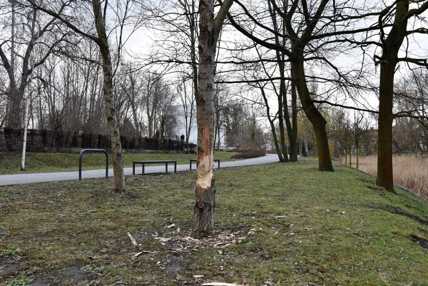 Drzewa nadgryzione przez bobry nad Młynówką.