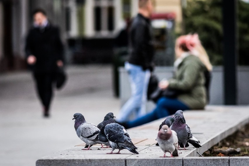 Dzisiaj Światowy Dzień Gołębia. Zobacz krakowskich "milusińskich"