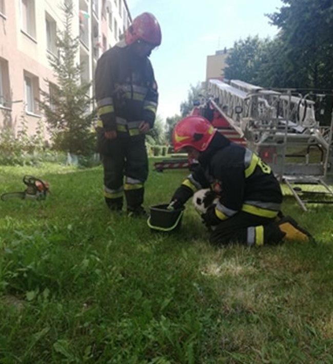 Mysłowice: dramat małego kotka, który został uwięziony na...