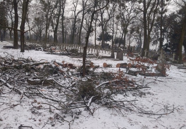 Wojewódzki konserwator zabytków zgodził się na wycinkę drzew na cmentarzu garnizonowym, pod warunkiem uzupełnienia ubytków