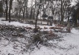 Dlaczego zostały wycięte drzewa na cmentarzu garnizonowym w Toruniu? 