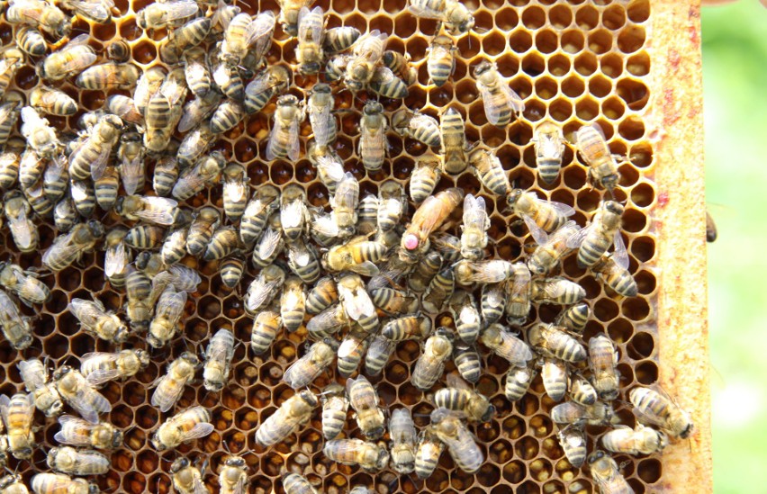 Pomóż pszczołom i wygraj domek dla tych niewielkich zwierząt