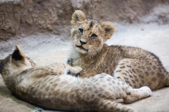 „Casa” – takie imię będzie nosić nowo narodzona lwica z gdańskiego zoo.