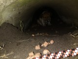 Strażacy ratowali szczeniaka uwięzionego w rurze kanalizacyjnej! ZDJĘCIA