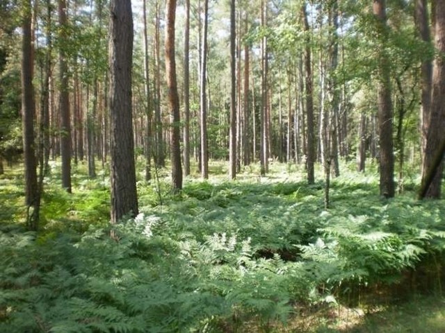 Puszcza Białowieska to jeden ze skarbów nie tylko naszego regionu, ale i Europy.