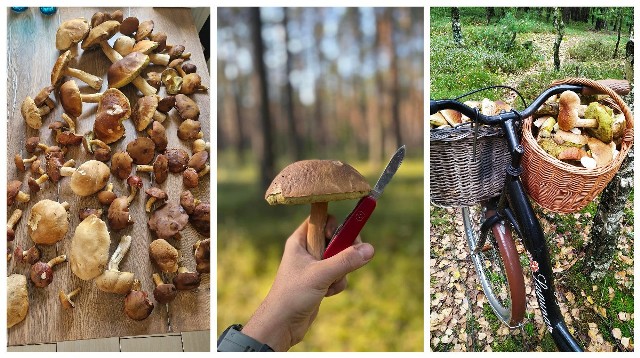 W połowie września opolskie lasy są pełne grzybów. Internauci chwalą się zbiorami w internecie.