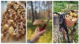 W opolskich lasach jest pełno grzybów. Tu znajdziecie podgrzybki, prawdziwki, kozaki i maślaki 24.09.2023