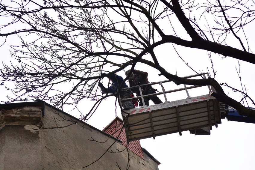 Wycięli jesion, który rósł przy Radziwiłłowskiej 3. Interweniowała policja (ZDJĘCIA, WIDEO)