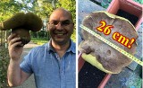 Czytelnik "Expressu Bydgoskiego" znalazł borowika giganta w czasie spaceru w gminie Mrocza! [zdjęcia]