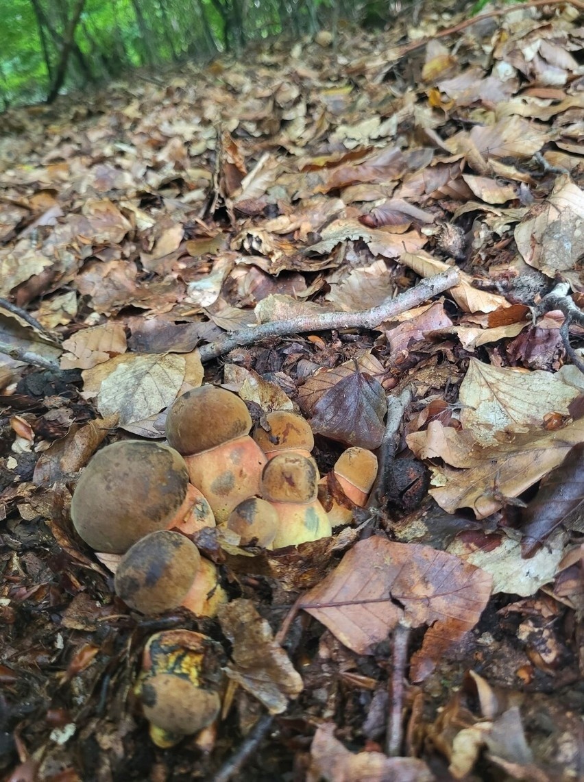 Najdziwniejsze grzyby w kaszubskich lasach! Takich okazów jeszcze nie widzieliście [ZDJĘCIA]