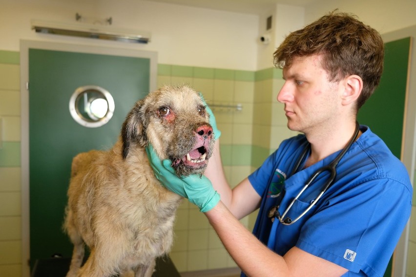 Historia psa Bajo poruszyła wiele osób w całej Polsce. Weterynarze z Przemyśla podjęli próbę jego leczenia [ZDJĘCIA, WIDEO]