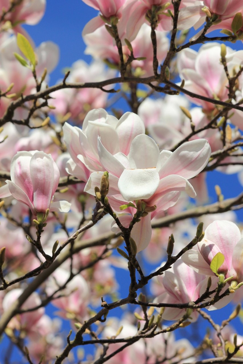 Magnolia pięknie kwitnie...