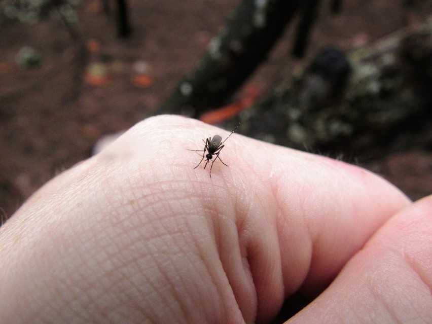 Nie tylko w nadodrzańskich miejscowościach zaczęła się plaga...