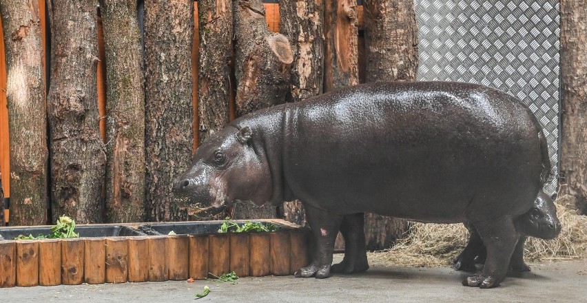 W gdańskim zoo otwarto nowy wybieg dla hipopotamów...
