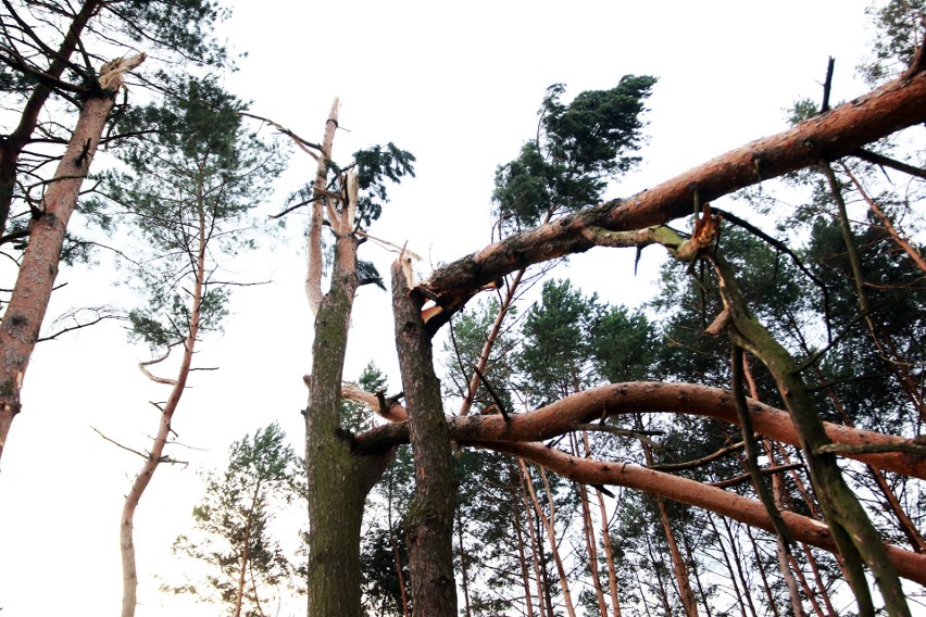 Piwniczna. 40 sekund horroru. Dobę po katakliźmie zniszczony las przeraża [ZDJĘCIA]