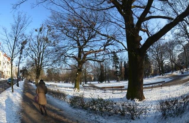 Ponadtrzyhektarowy park po liftingu zyska strefę dla dzieci, dla seniorów, a także uporządkowaną, według historycznego dla tego miejsca kodu, roślinność. Część drzw i krzewów, niestety, trzeba będzie wyciąć