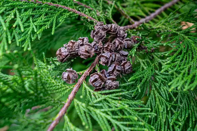 Tuje są ozdobą wielu ogrodów. Jak prawidłowo dbać o to ozdobne drzewko? Jak uratować schnące tuje? Zastosuj te sposoby, by twój ogród znów był piękny!