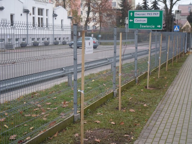 Na terenie zalewu miejskiego w Jędrzejowie posadzono 16 drzew gatunku lipa wąskolistna.